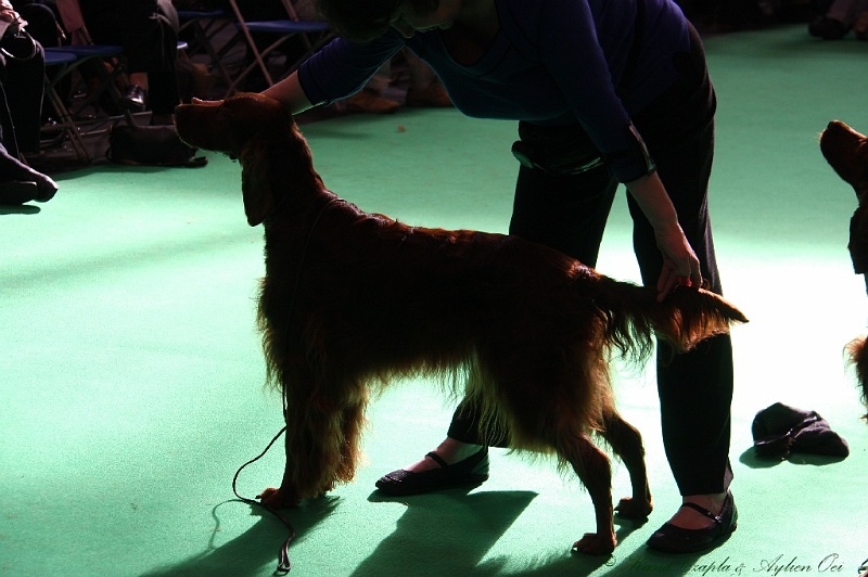 Crufts2011 795.jpg